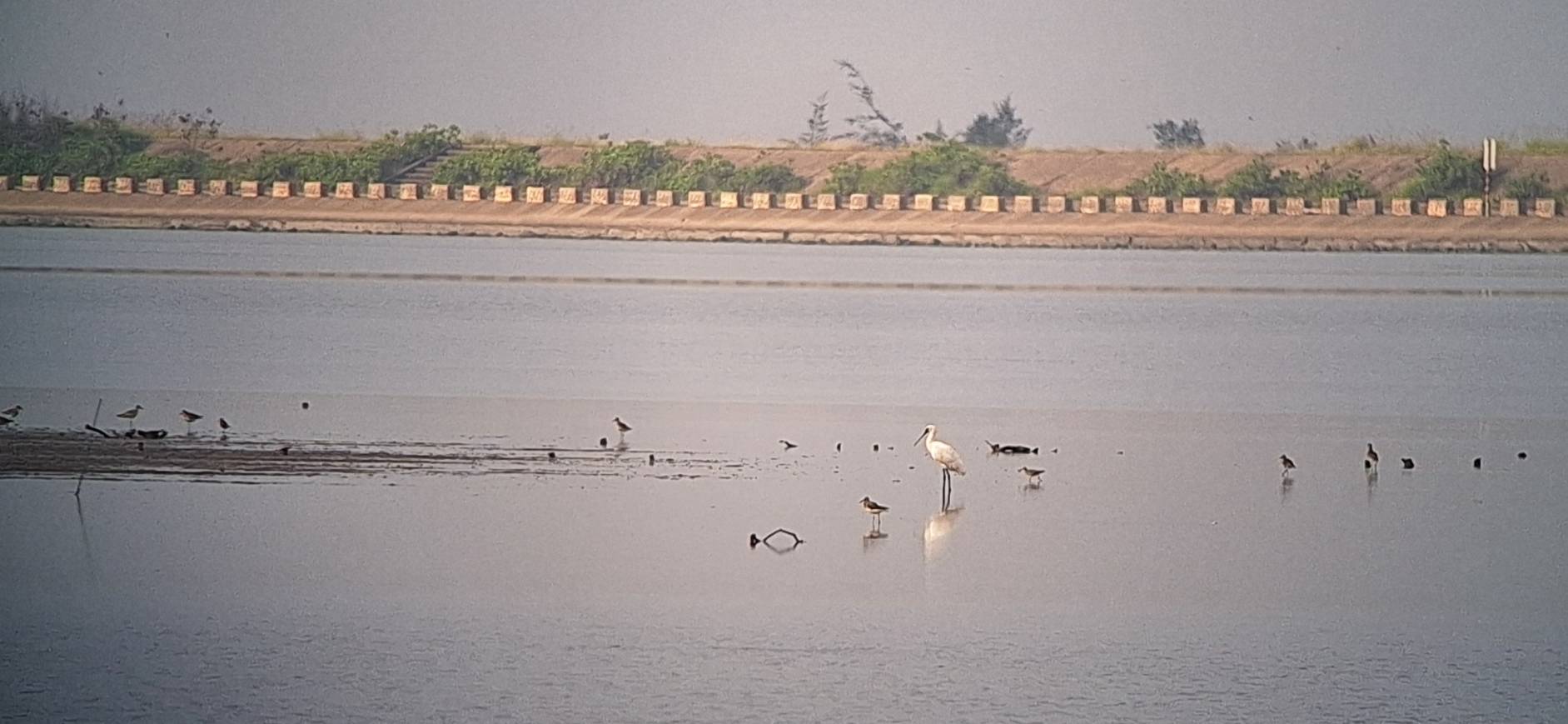 1150429鳥況.jpg