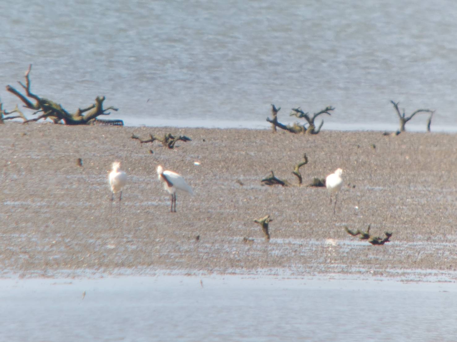 1150508鳥況.jpg