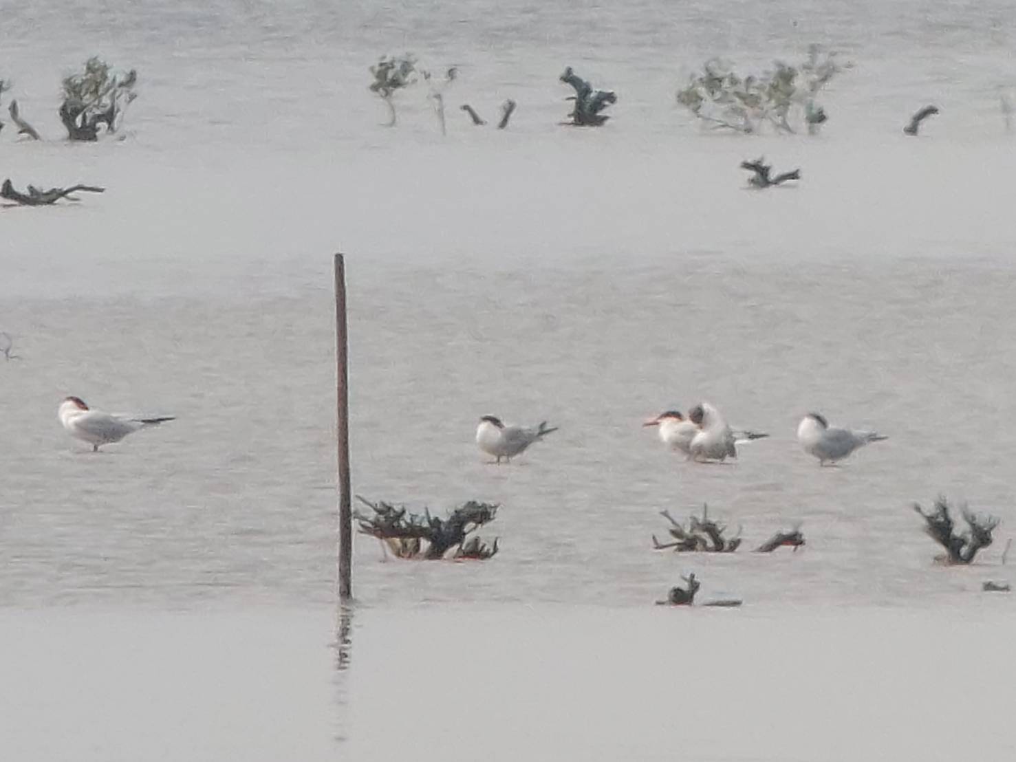 1150428鳥況.jpg