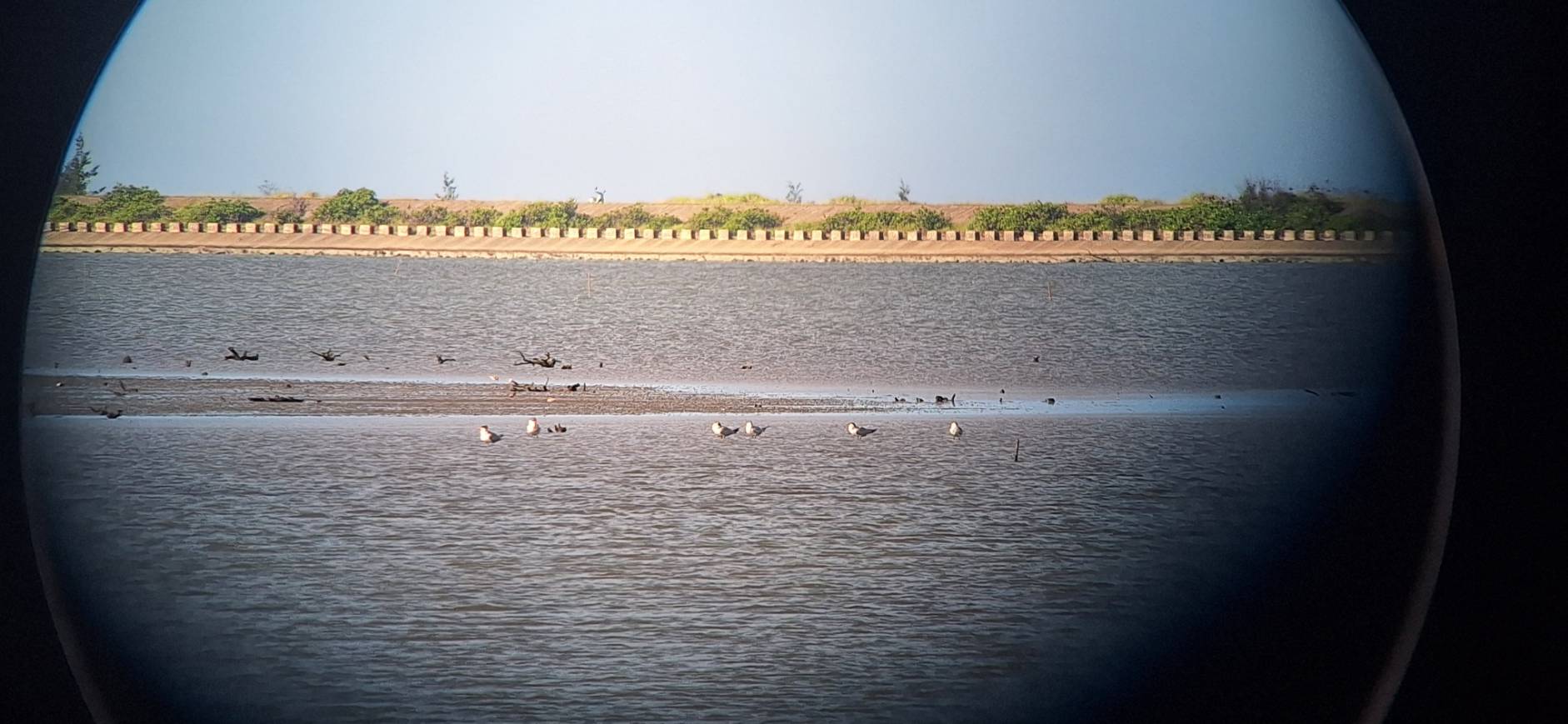 1150506鳥況1.jpg