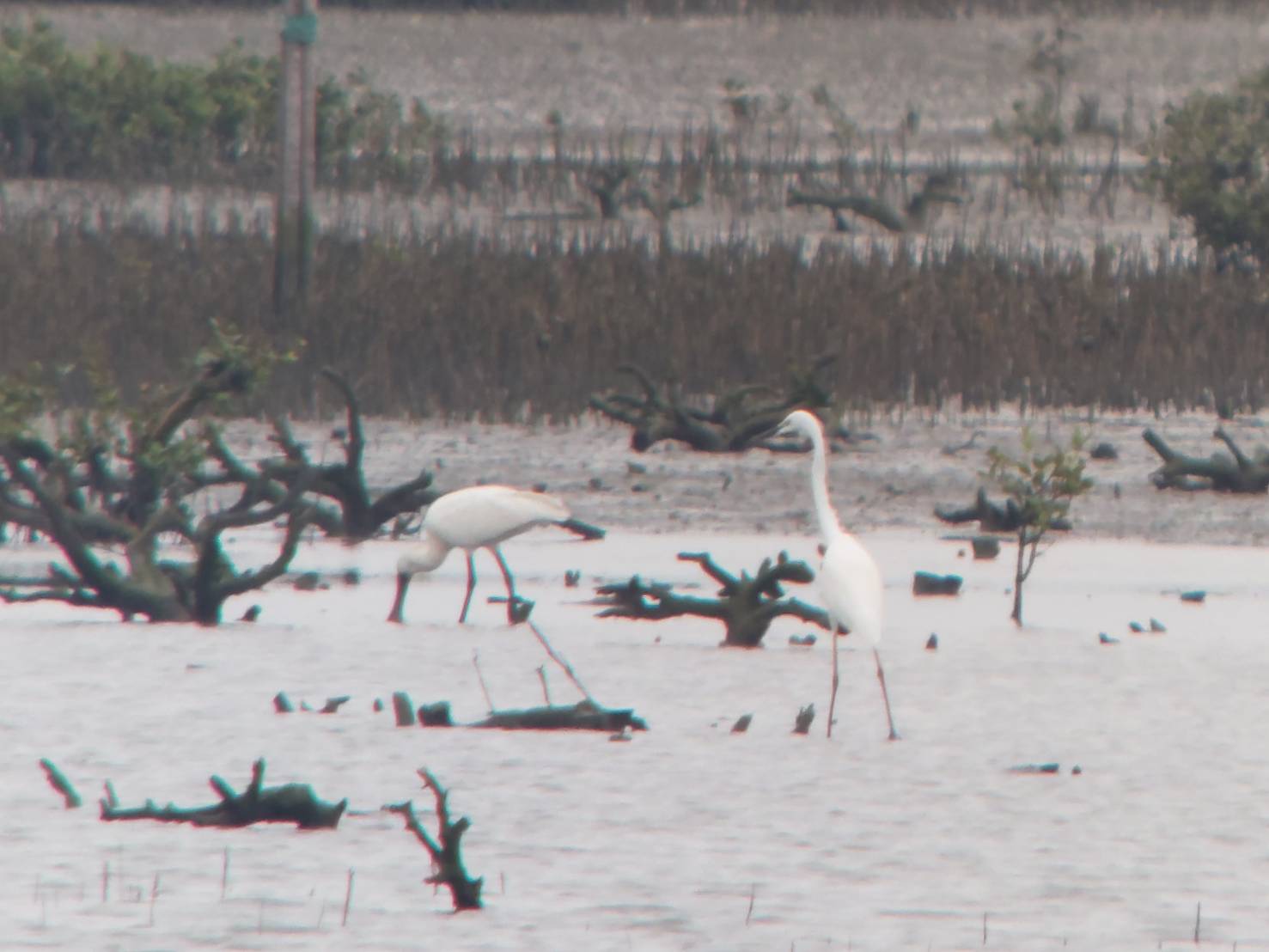 1150505鳥況.jpg