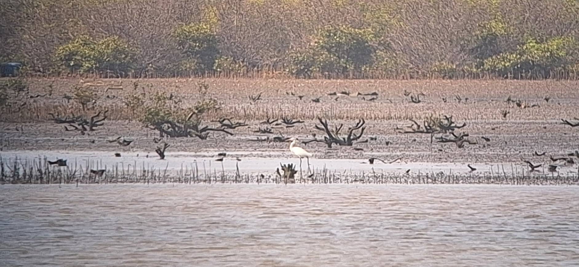 1150507鳥況.jpg