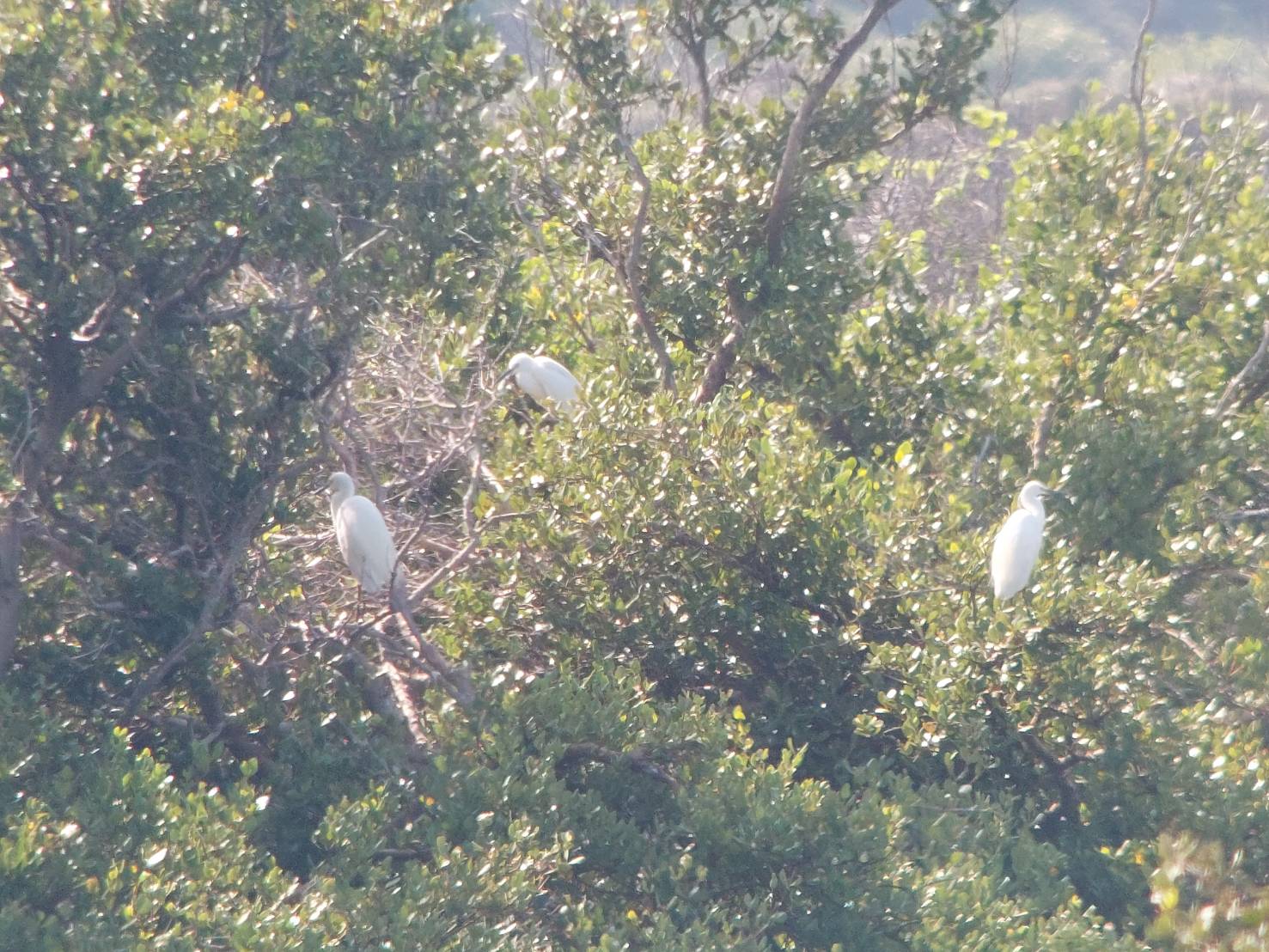 1150512鳥況.jpg