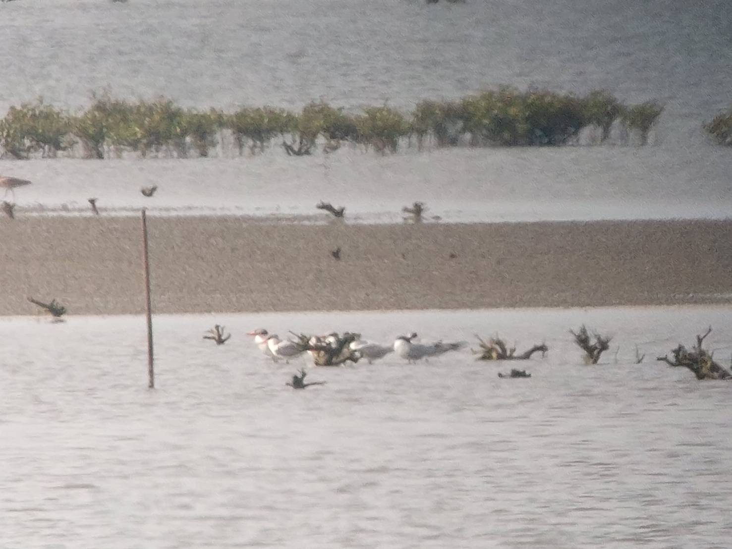 1150427鳥況.jpg