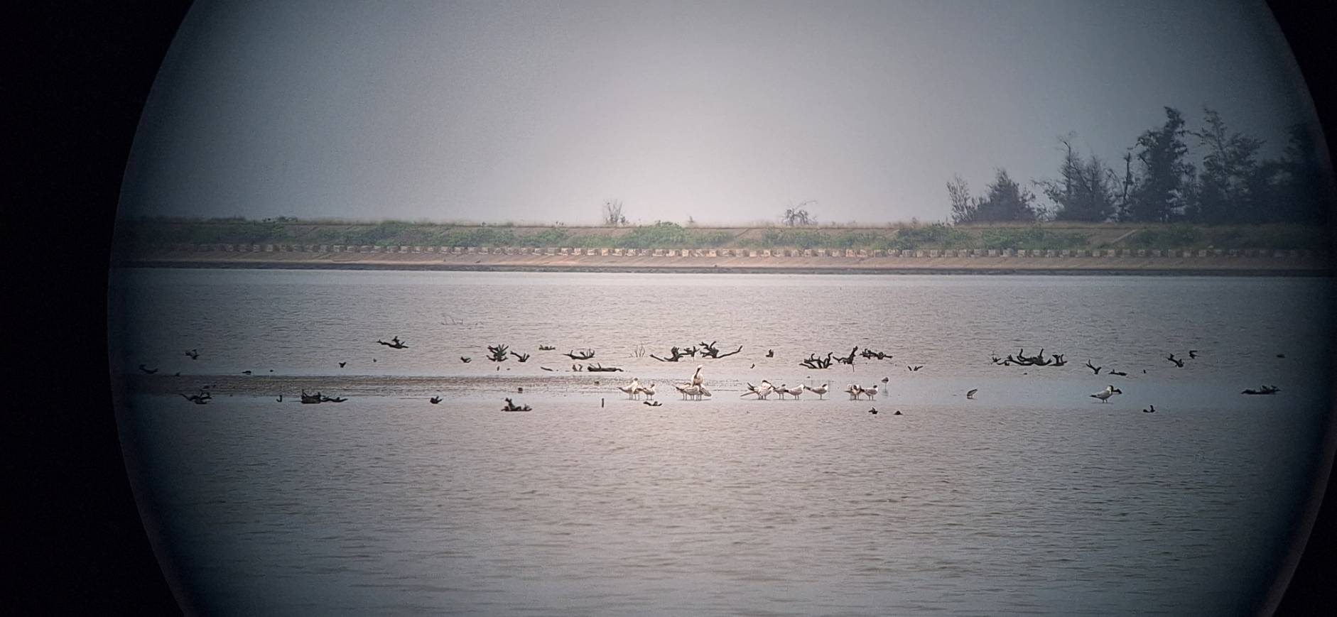 1150424鳥況.jpg